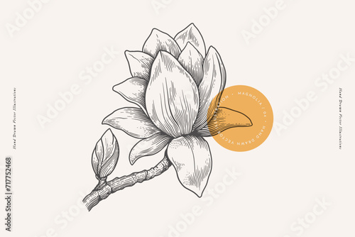 Magnolia flower and branch in engraving style. Beautiful ornamental plant, vector illustration. Botanical illustration for floral design in perfumery and cosmetology. photo