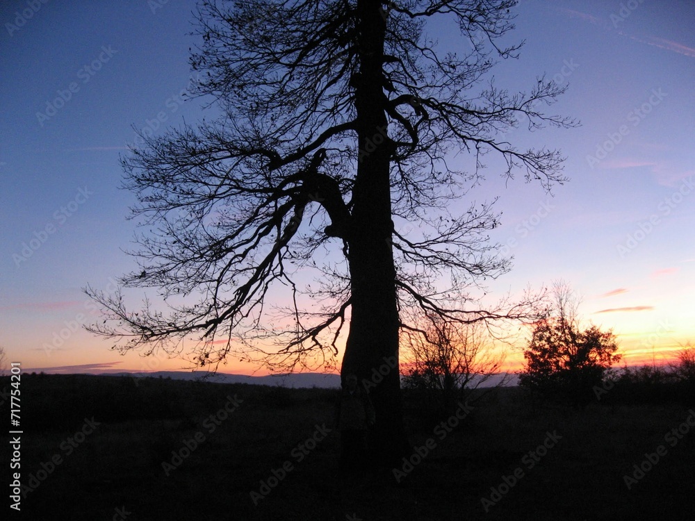 sunset in the forest sunset in the forest