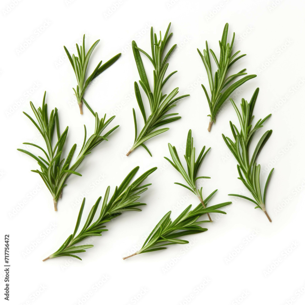 Fototapeta premium herb leaves of rosemary isolated on white background in front of white background