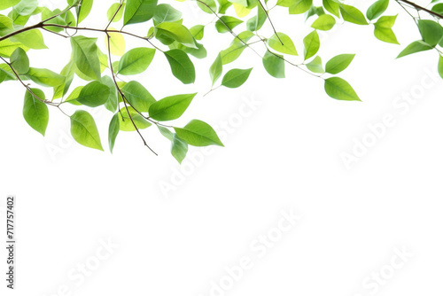 branches of green leaves on a white background