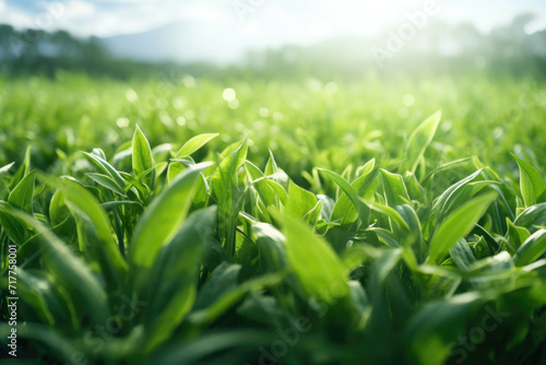 a green grass field with many leaves on it