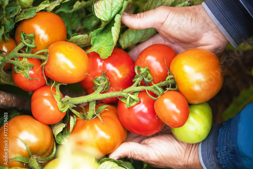 farmer holding organic tomatoes, ripe vegetables in the garden