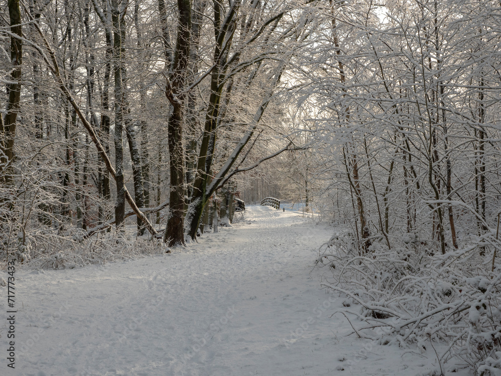 custom made wallpaper toronto digitalSnow in winter landscape forest an trees
