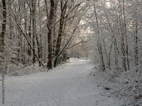 Wallpaper Mural Snow in winter landscape forest an trees Torontodigital.ca