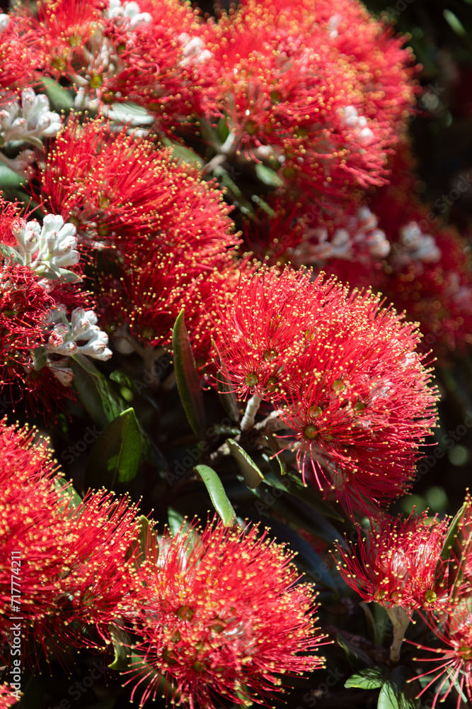 Pohutukawa Tree flowers. Thames, Coromandel Peninsula, New Zealand. Pohutukawa Tree flowers. Thames, Coromandel Peninsula, New Zealand.