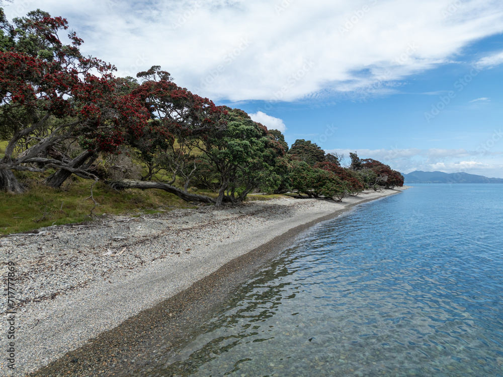 Flowering pohutukawa trees along the ocean foreshore. Coromandel, Coromandel Peninsula, New Zealand.