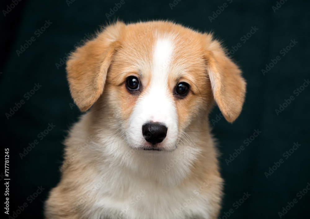 cute welsh corgi puppy looking at the camera cute welsh corgi puppy looking at the camera
