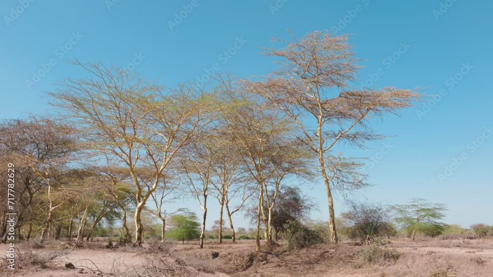 A cluster of acacia trees stand tall against a vibrant blue sky, showcasing the beauty of the African savanna. The dry, reddish earth hints at the arid climate. A cluster of acacia trees stand tall against a vibrant blue sky, showcasing the beauty of the African savanna. The dry, reddish earth hints at the arid climate.