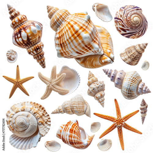 Sea Shells and Starfishes Isolated on Transparent or White Background, PNG