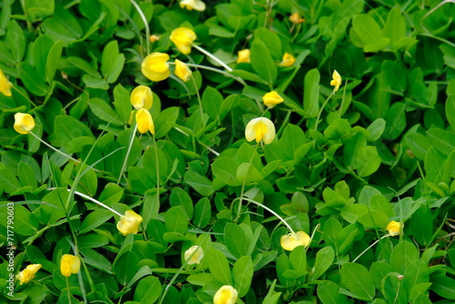 Arachis Pintoi is the Latin name for these yellows, an ornamental plant of beans that has yellow flowers. This plant covers the surface of the soil with its green leaves. Beautiful yellow flowers. 