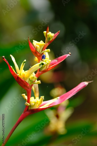 Heliconia psittacorum is a species of flowering ornamental plant native to the Caribbean and South America. blurred image. 