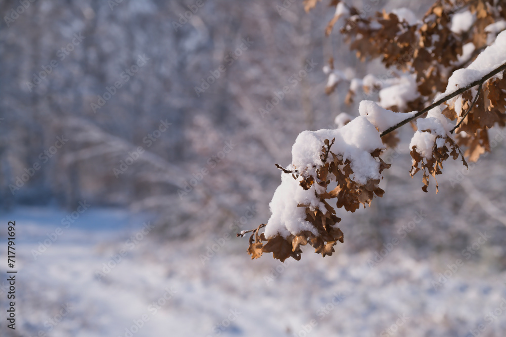 Trees, branches covered with snow, details in a snowy landscape Trees, branches covered with snow, details in a snowy landscape