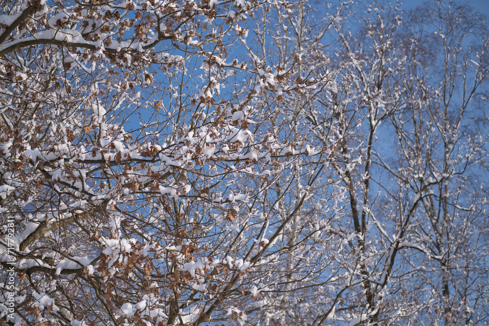 Trees, branches covered with snow, details in a snowy landscape Trees, branches covered with snow, details in a snowy landscape