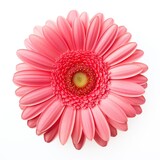 A single piece of gerbera top view isolated on white background