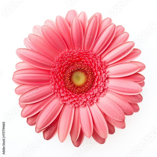 A single piece of gerbera top view isolated on white background © ANILCHANDRO