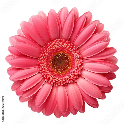 A single piece of gerbera top view isolated on white background