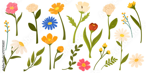 Spring flowers set. Wildflowers chamomile, tulip and forget-me-not, cornflower and sage with leaves. Floral botanical elements. Blossom of garden flower. Vector cartoon illustration