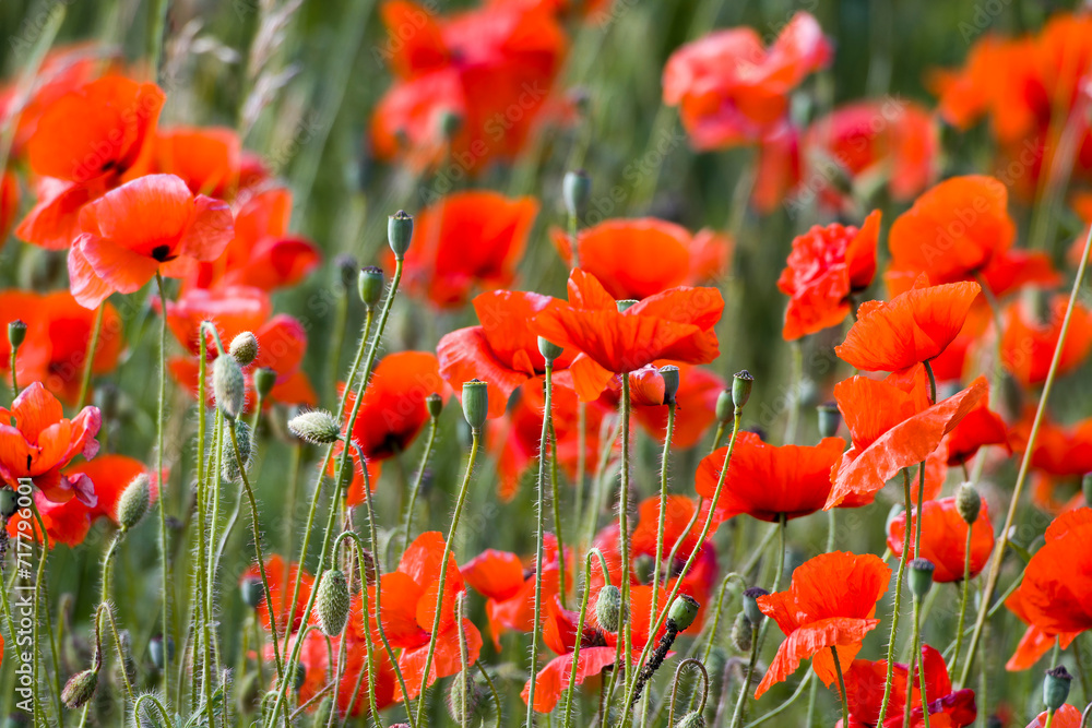 Obraz premium Mohnblumenfeld in Brandenburg