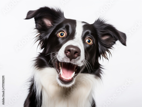 Close up portrait of cute happy black and white dog on white background Generative AI  © Asya_AI