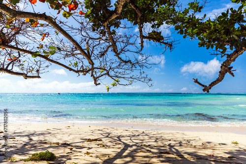 Coastal view with tree branches and white sand under blue sky. Anse Royale, Seychelles