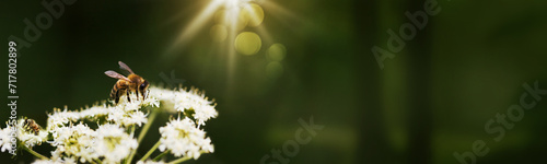 Bees collecting pollen on blooming flowers