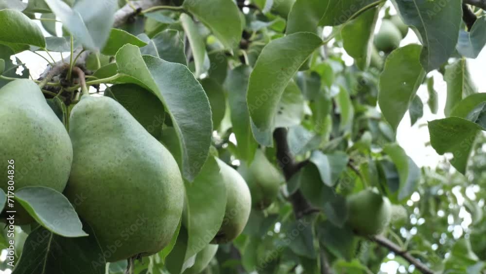The wind sways a branch with many ripe pears on the background of an orchard 4K video
The wind sways a branch with many ripe pears on the background of an orchard 4K video