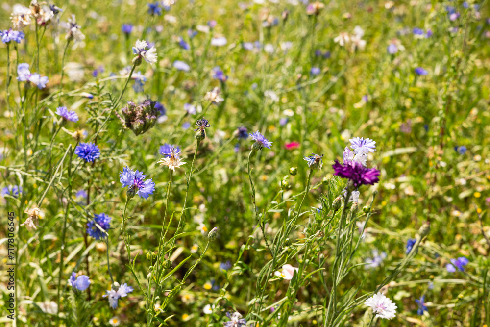 Obraz premium Flowers in the field. Blooming meadow background.
