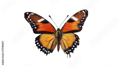 Butterfly isolated on white, butterfly PNG, butterfly PNG transparent background, butterfly wallpaper, yellow, and brown color butterfly wallpaper, © Tilak