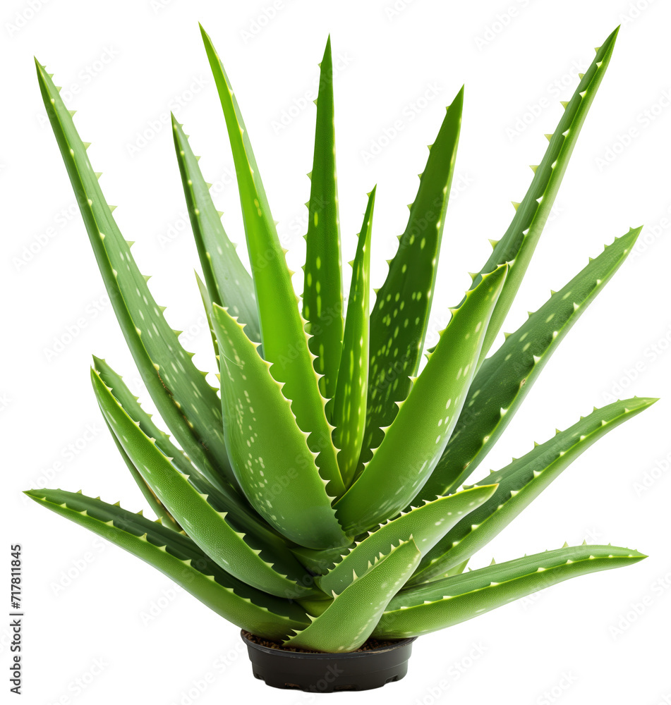 Green aloe vera plant isolated on a transparent background Green aloe vera plant isolated on a transparent background