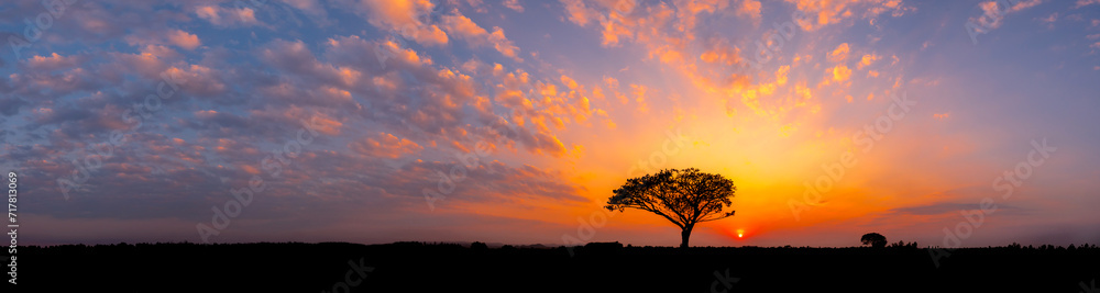 Panorama silhouette tree in africa with sunset.Alone Tree silhouetted against a setting sun.One dark tree.