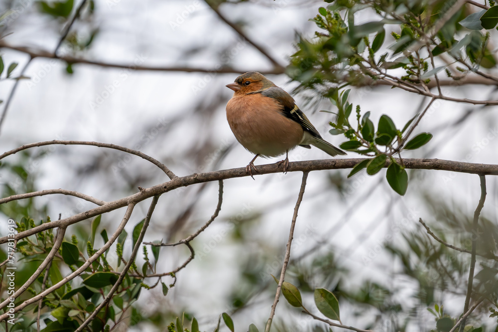 Beautiful portrait of a chaffinch, passerine bird on a tree branch with out-of-focus leaves looking laterally in the Sierra de Andujar, Andalucia, Spain, Europe Beautiful portrait of a chaffinch, passerine bird on a tree branch with out-of-focus leaves looking laterally in the Sierra de Andujar, Andalucia, Spain, Europe