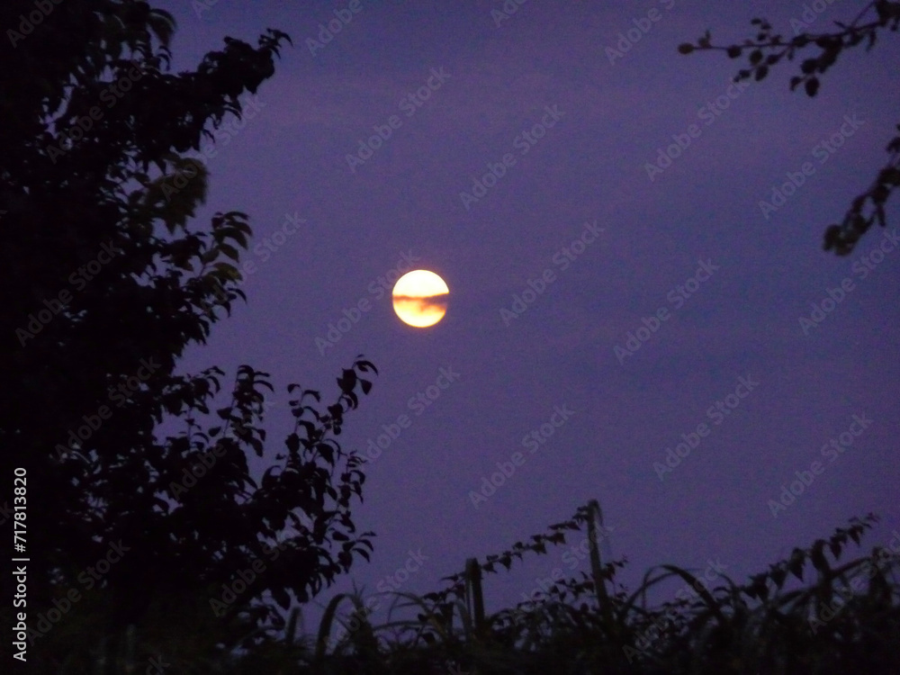 Silhouetten von Sträuchern und der Vollmond an einem indigoblauen Himmel. Silhouetten von Sträuchern und der Vollmond an einem indigoblauen Himmel.