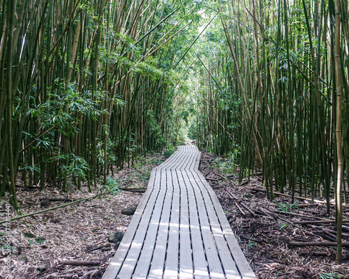 Bamboo Forrest
