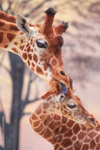Tender moment of a mother giraffe licking her young giraffe. Photography taken