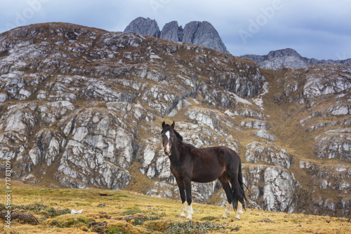 Horse in mountains © Galyna Andrushko