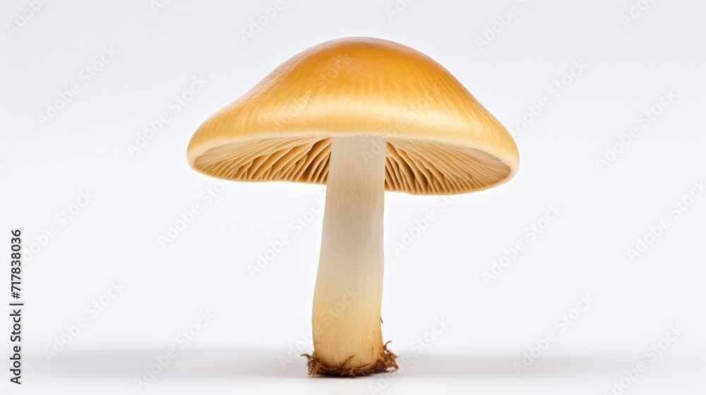 One whole edible mushroom on white background. Neural network AI generated art One whole edible mushroom on white background. Neural network AI generated art