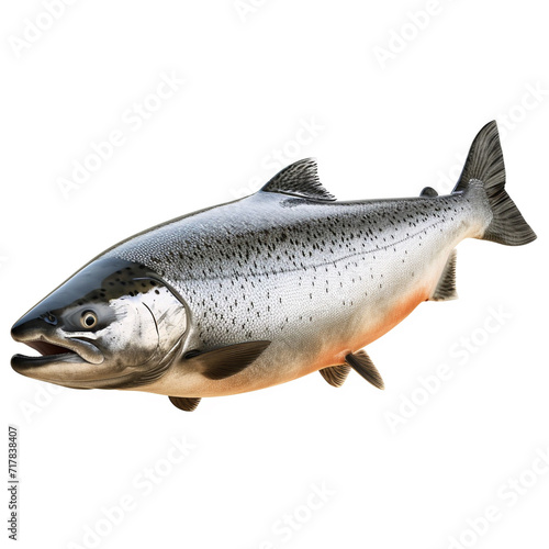 A Salmon fish isolated on white color background with shadow