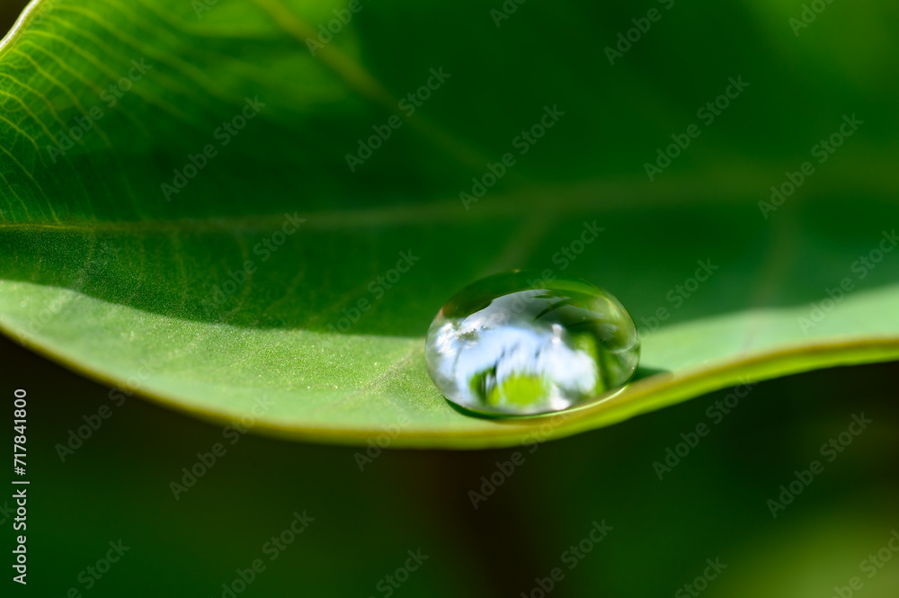 Close-up of water droplets on a leaf Close-up of water droplets on a leaf