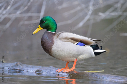 A male mallard standing in a pond