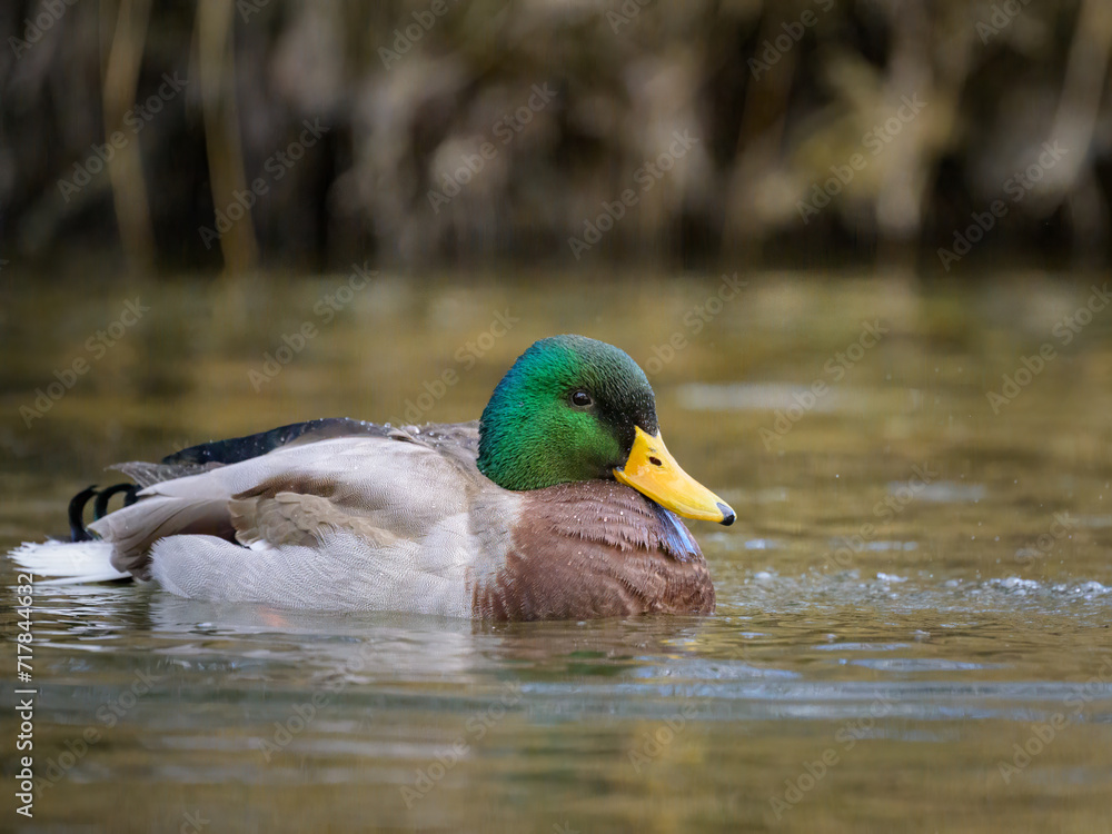 Portrait of a male mallard swimming in water Portrait of a male mallard swimming in water