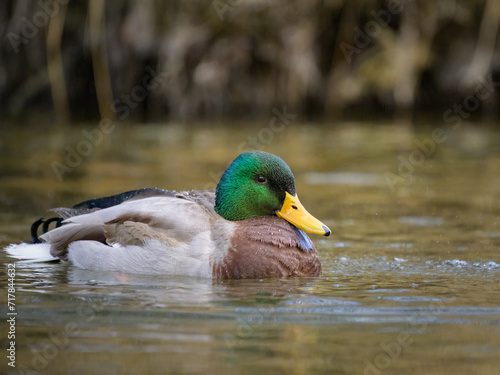 Portrait of a male mallard swimming in water