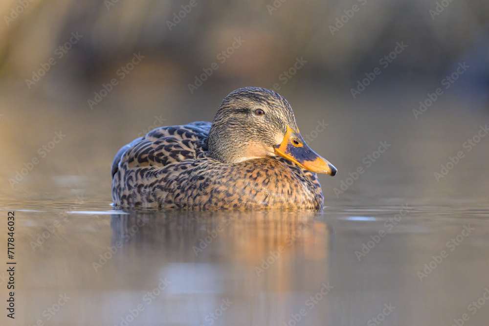 Portrait of a female mallard swimming in water Portrait of a female mallard swimming in water