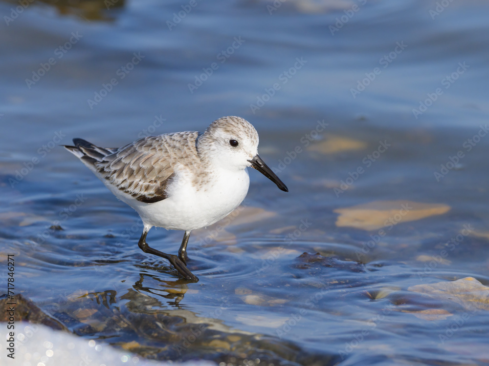 A Sanderling running along the shore of the sea A Sanderling running along the shore of the sea
