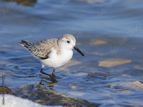 A Sanderling running along the shore of the sea