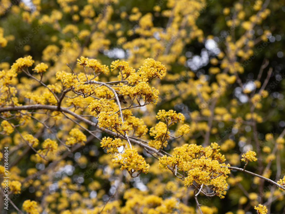 満開のサンシュユの花
