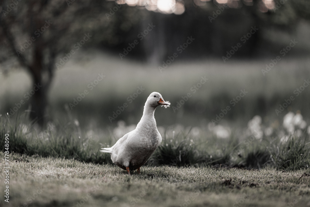 A beautiful duck going on grass outdoors A beautiful duck going on grass outdoors