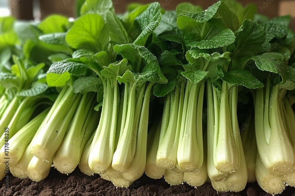 bok choy isolated kitchen table professional advertising food photography bok choy isolated kitchen table professional advertising food photography