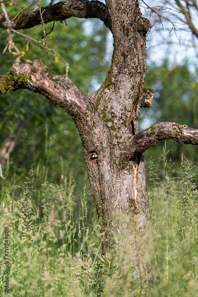 A great tit and her hidden hole in the tree. A great tit and her hidden hole in the tree.