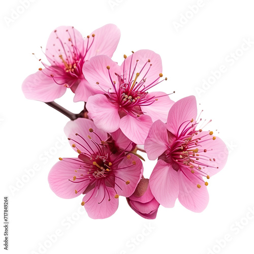 pink cherry blossom beautiful sakura flowers isolated on transparent background