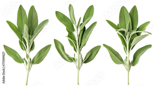 Set of Fresh sage herb isolated on white background photo